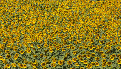 summer field of sunflowers 