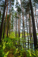 Obraz premium Pine forest on the edge of the swamp. Siberia,Russia