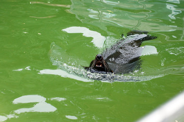 Fototapeta premium Lwy morskie w niewoli w zoo