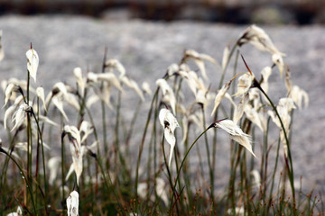 Cotton grass flowers, Norway. Natural scandinavian landscape