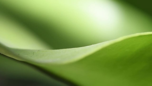 Robby fly on top of green leaf. 