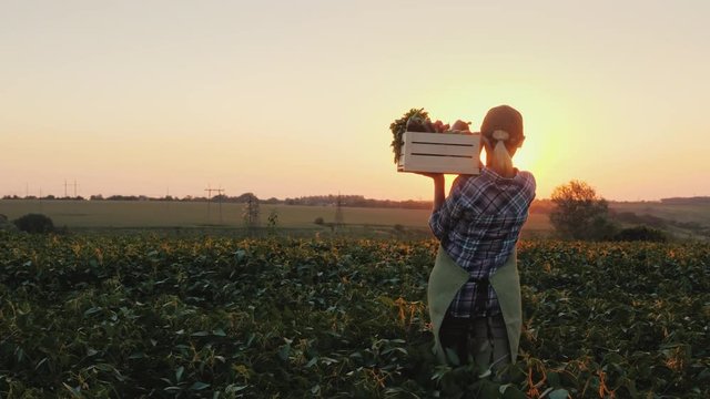 Rear view: A female farmer with a box of fresh vegetables walks along her field. Healthy Eating and Fresh Vegetables