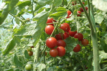  ripe cherry tomatoes on a bush. autumn and fall harvest