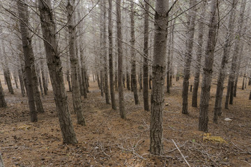 Pine Tree Woodland