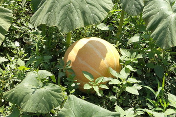 ripe pumpkin autumn harvest