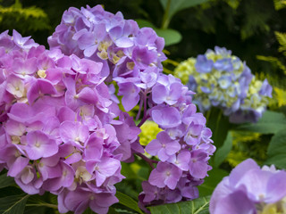 Macro of multicolored pink and blue flowers of hydrangea macrophylla against the background of the...