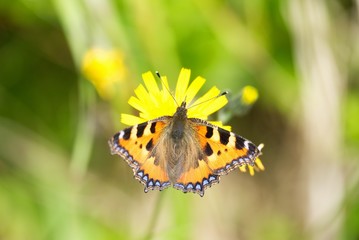 Butterfly and dandelion