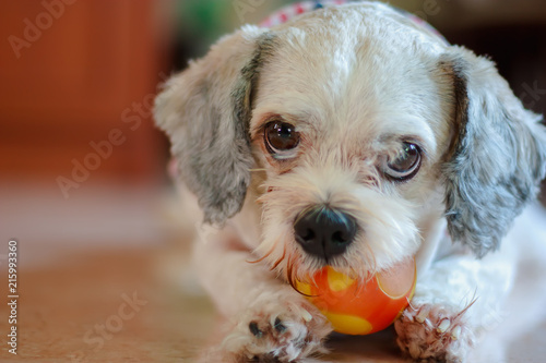 Cutely White Short Hair Shih Tzu Dog Playing A Ball For Pet