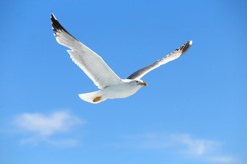 Un gabbiano volo nel cielo sereno estivo