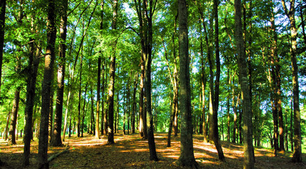 Cherokee Ridge / Views from Smith Mountain near Dadeville, Alabama