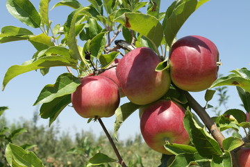 ripe apples on a branch