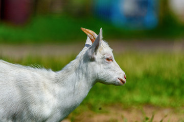 portrait of a goat on the field close-up