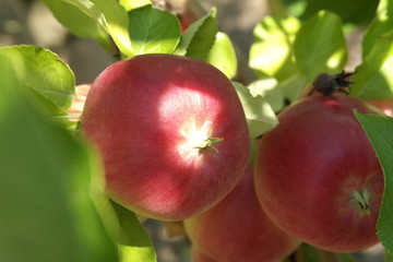 ripe apples on a branch