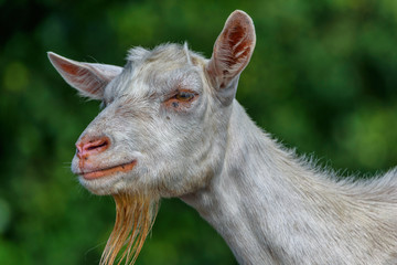 Fototapeta premium portrait of a goat on the field close-up