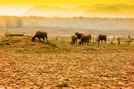 Herd of cows're walking on river  because global warming and El Nino effect.