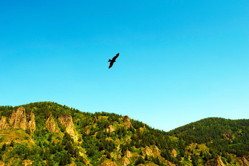 A bird hovering above the ground. Eagle flying over the high mountains, against the blue sky.