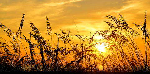 Golden Oats / Sea Oats at sunrise on St Augustine Beach, Florida