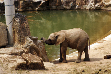 Elefant in Gefangenschaft in einem Zoo