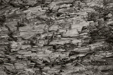 Natural Weathered Grey Taupe Brown Cut Tree Stump Texture Large Horizontal Detailed Wounded Damaged Vandalized Gray Lumber Background Wood Macro Closeup
