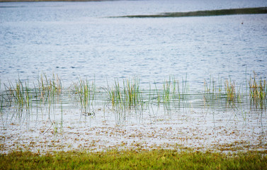 shore of the lake with grass