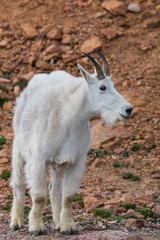 Mountain Goat