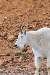 Mountain Goat