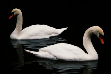 Deux cygne dans un lac