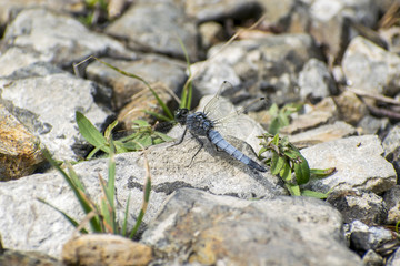 the big dragonfly sits on the rocks