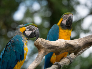 Perroquet © photoloulou91