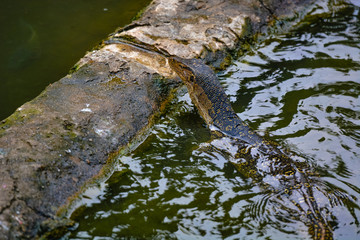 Close up view of Varanus salvator, commonly known as the water monitor or common water monitor and the a large lizard native to South and Southeast Asia. Water monitors are one of the most common moni
