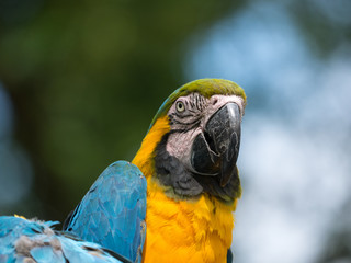 Perroquet © photoloulou91