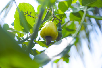 Cashew Fruit