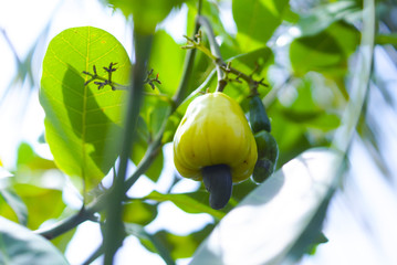 Cashew Fruit
