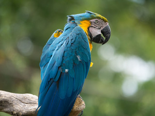 Perroquet © photoloulou91