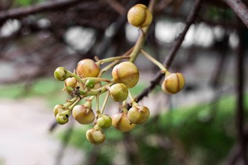 Closeup Cannon Ball (Couroupita guianensis) flowers in garden