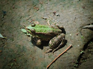 close up of green frog sitting on ground
