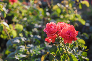 Red rose on the bushes on a sunny day.