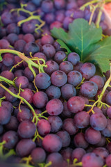 Fresh Grapes on vine