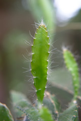 Closeup of a small cactus