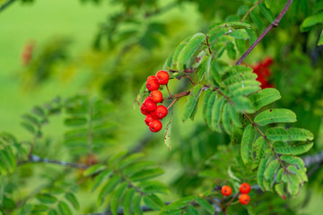 Vogelbeeren