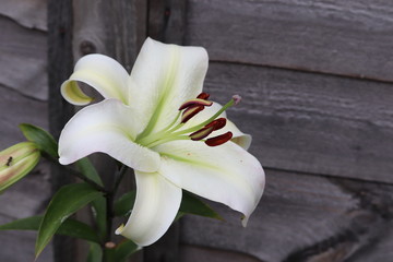 lily also known as a lilium stunning flower and scent