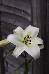 lily also known as a lilium stunning flower and scent