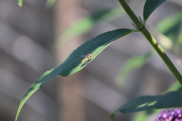 small insect on a long green leaf