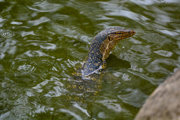 Close up view of Varanus salvator, commonly known as the water monitor or common water monitor and the a large lizard native to South and Southeast Asia. Water monitors are one of the most common moni