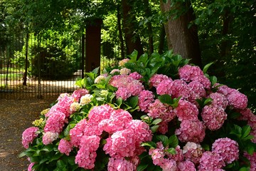 Hortensie rosa park