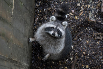 Mapache - Raccoon © Azahara