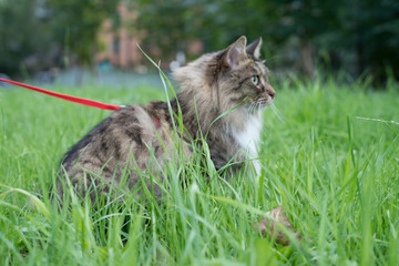 Obraz premium Marceline: The brave Ladycat