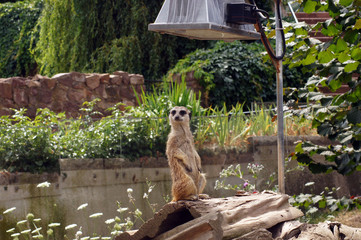 Erdmännchen in Gefangenschaft in einem Zoo