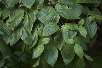 Cornus controversa