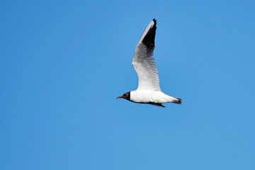 Eine Lachmöwe fliegt am blauen Himmel (Chroicocephalus ridibundus) in der Wagbachniederung, Waghäusel, Deutschland